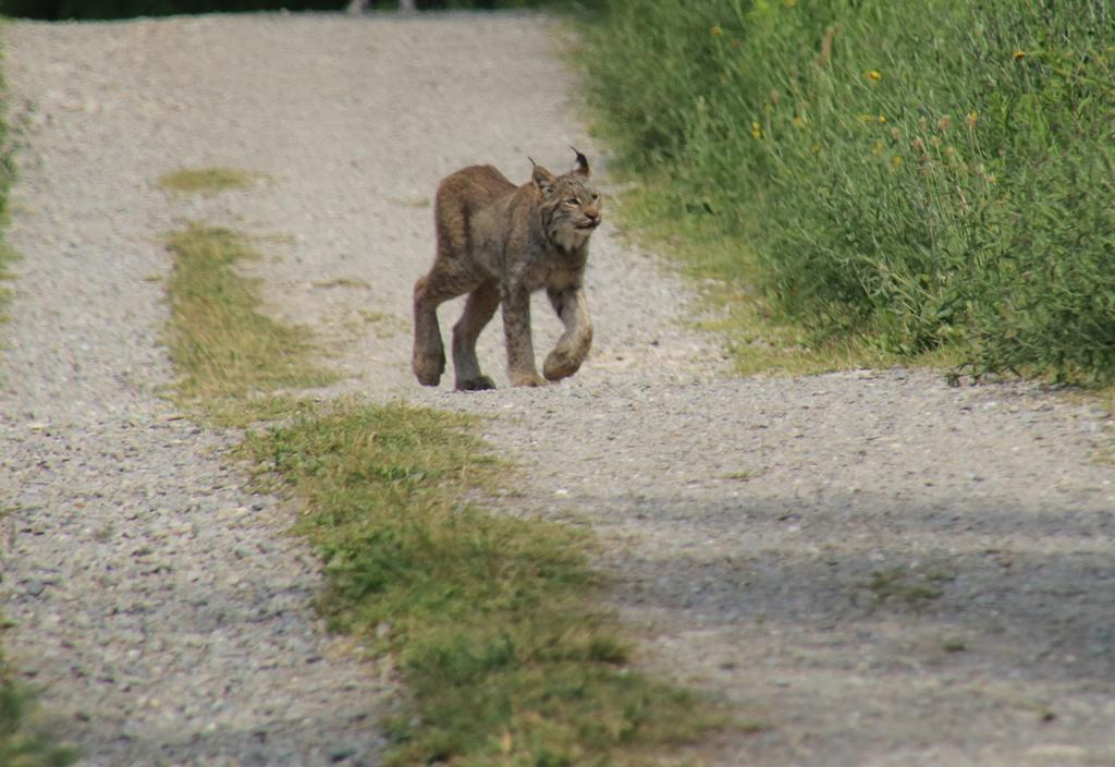 Les Cabines Sur Mer Cap-des-Rosiers Kültér fotó